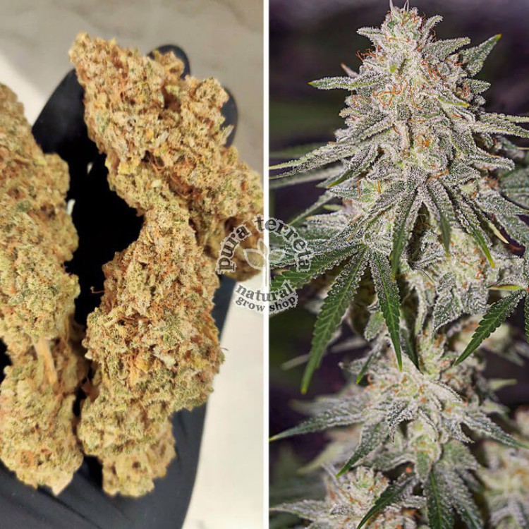 Glueberry O.G. Dutch Passion