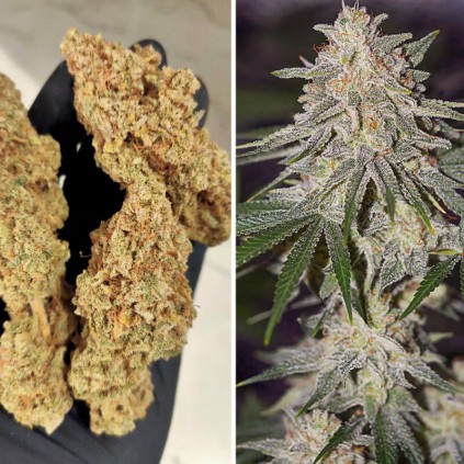 Glueberry O.G. Dutch Passion
