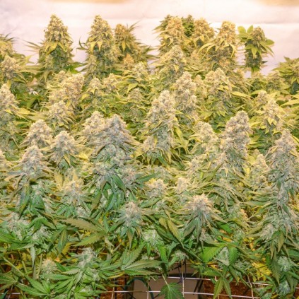 Banana Blaze Dutch Passion
