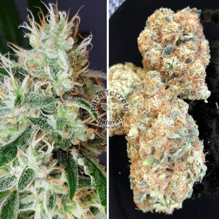 Lemon Og Dutch Passion