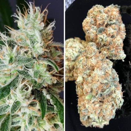 Lemon Og Dutch Passion