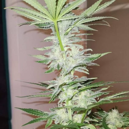 Kosher Haze Dutch Passion