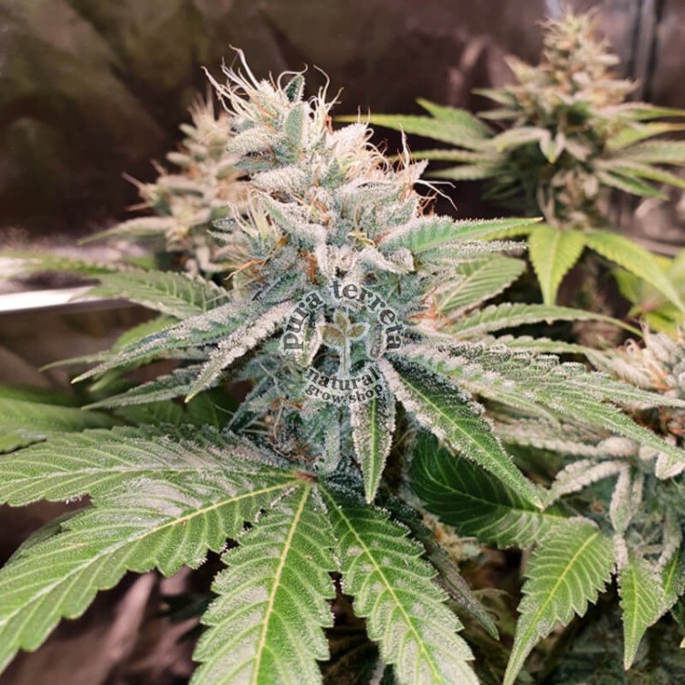 Lava Freeze Dutch Passion
