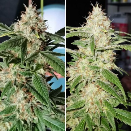 TnT Trichome Dutch Passion