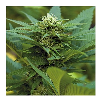 LSD Barney´s Farm