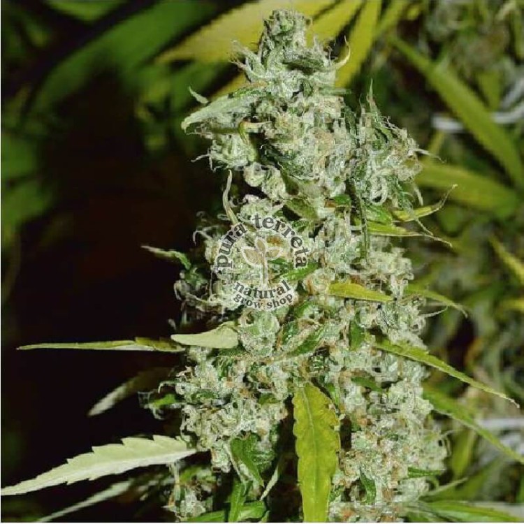 Kees' Old School Haze Dutch Passion