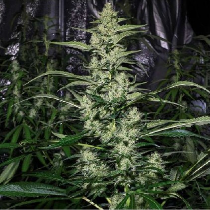 Creeper Dutch Passion