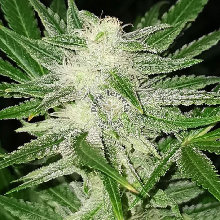 Kosher Haze Dutch Passion