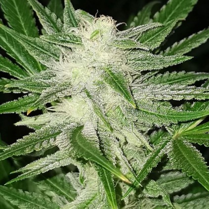 Kosher Haze Dutch Passion