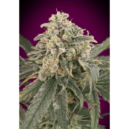Auto Amnesia  XXL Advanced Seeds