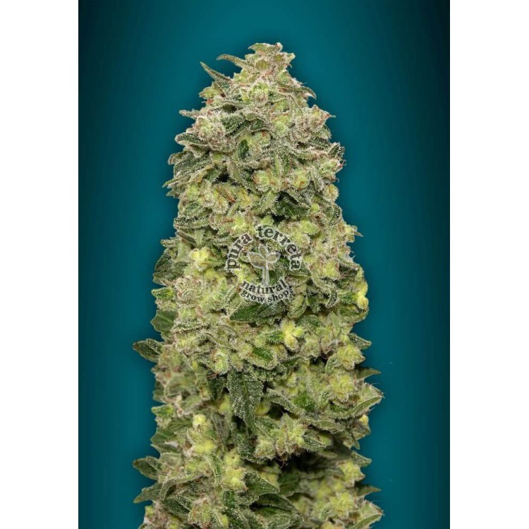 Auto Afghan Skunk Advanced Seeds