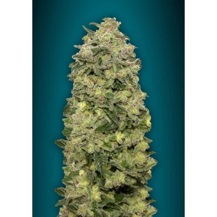 Auto Afghan Skunk Advanced Seeds