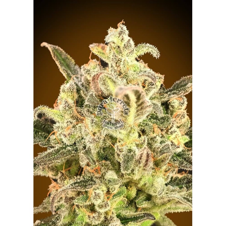 Biodiesel Mass XXL Auto Advanced Seeds
