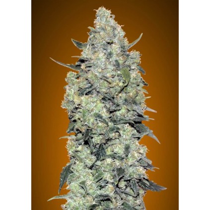 Auto Critical Mass Advanced Seeds