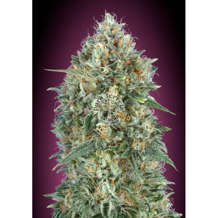Auto Gelato 33 Advanced Seeds