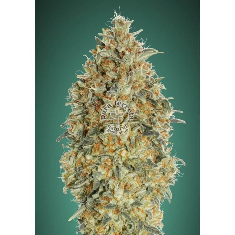 Auto Gorilla Blue Advanced Seeds