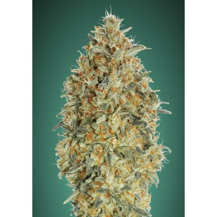 Auto Gorilla Blue Advanced Seeds