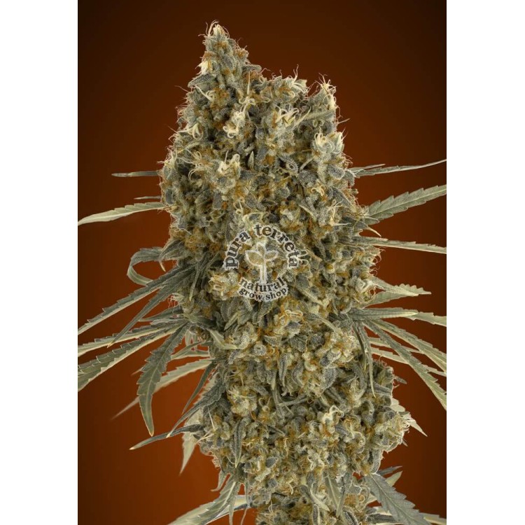 Auto Jack Herer Advanced Seeds