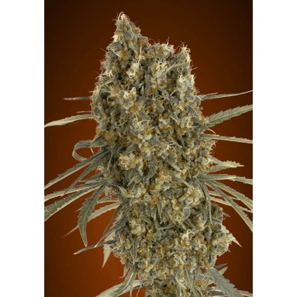 Auto Jack Herer Advanced Seeds