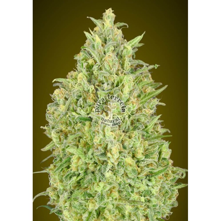 Auto Pineapple Glue Advanced Seeds