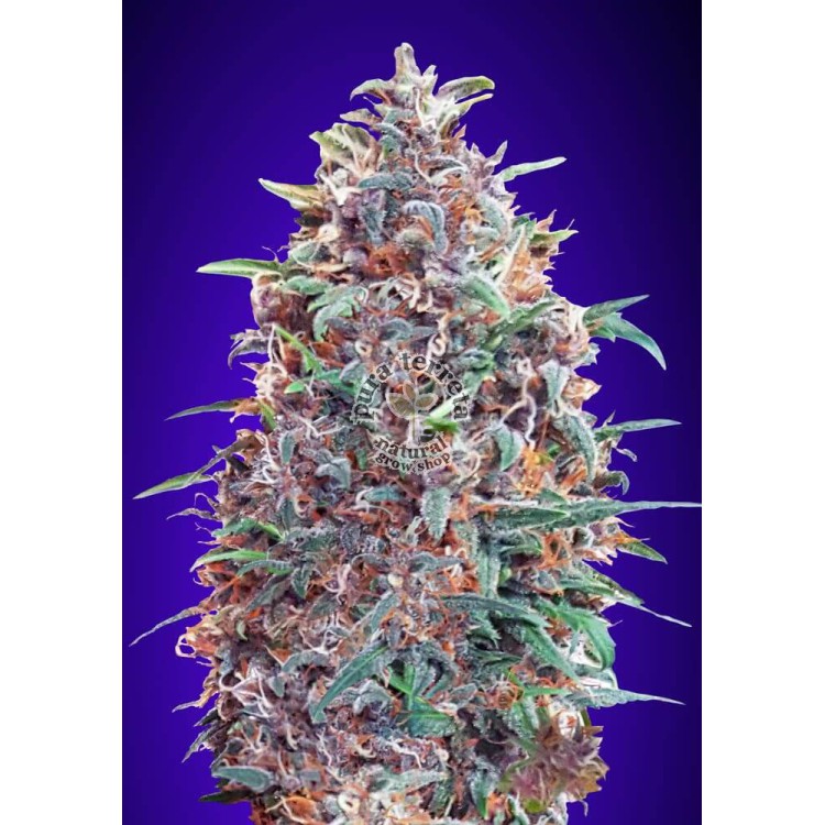 Auto Purple Diesel Advanced Seeds