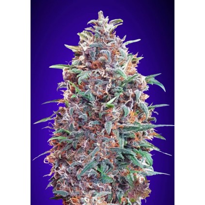 Auto Purple Diesel Advanced Seeds