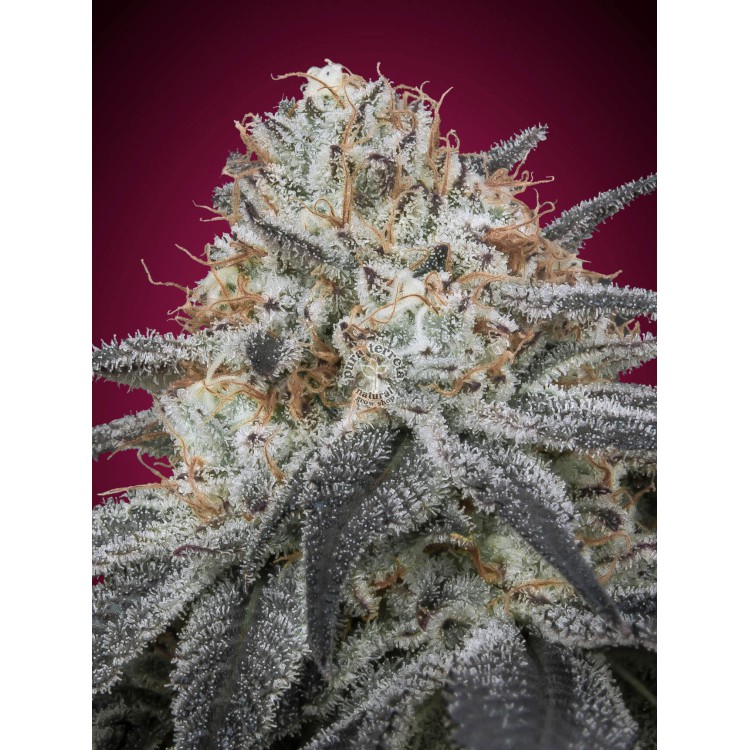 Auto Slurricane Advanced Seeds