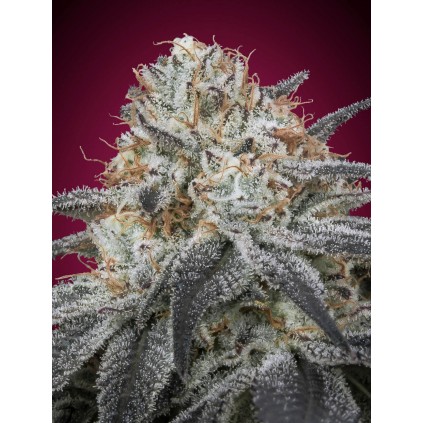 Auto Slurricane Advanced Seeds