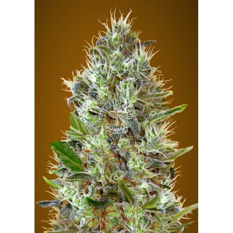 Auto Somango Advanced Seeds