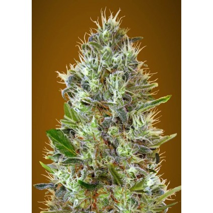 Auto Somango Advanced Seeds