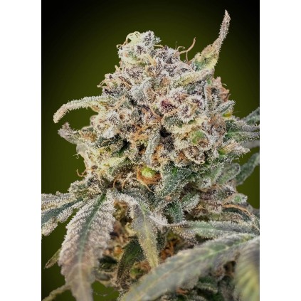 Auto Somango Glue Advanced Seeds