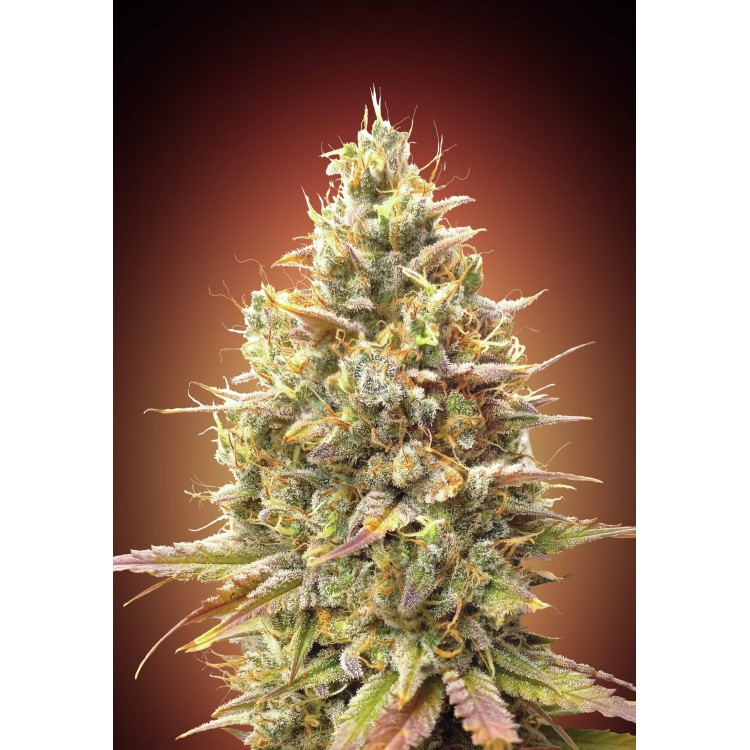 Auto Strawberry Banana Advanced Seeds