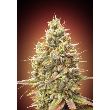Auto Strawberry Banana Advanced Seeds