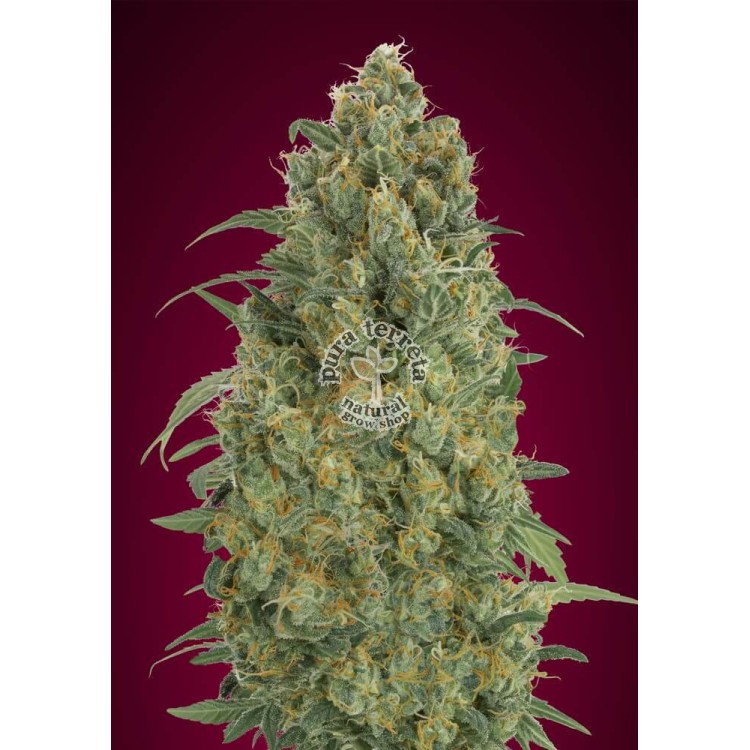 Auto Strawberry Gum Advanced Seeds