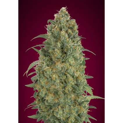 Auto Strawberry Gum Advanced Seeds