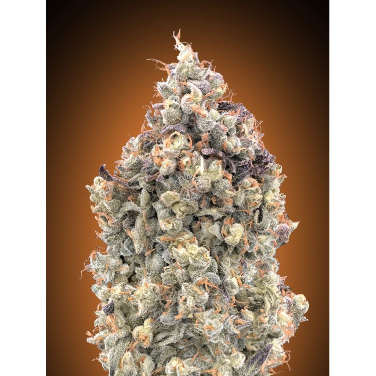 Auto Watermelon OG Advanced Seeds