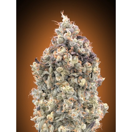 Auto Watermelon OG Advanced Seeds