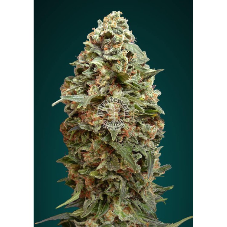 Afghan Skunk Advanced Seeds