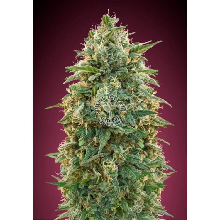 Amnesia Advanced Seeds