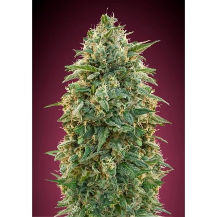 Amnesia Advanced Seeds