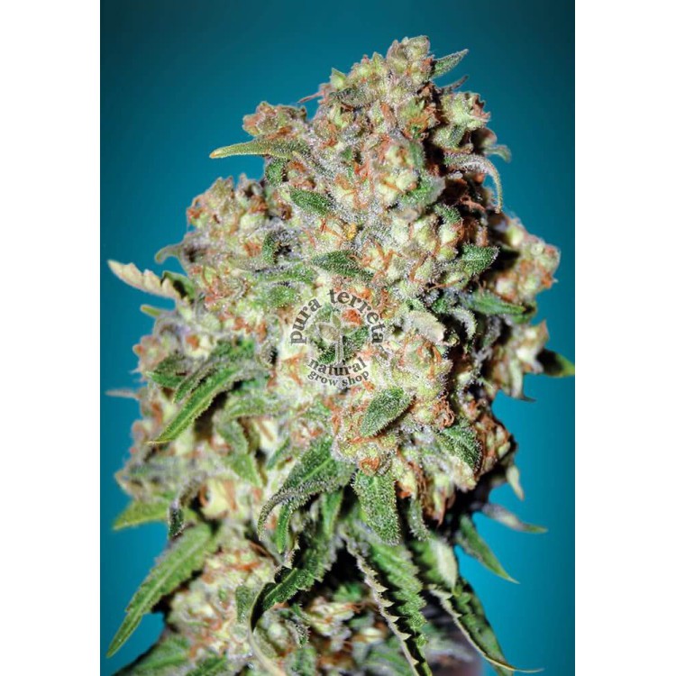 Critical Advanced Seeds