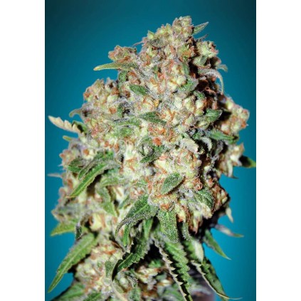 Critical Advanced Seeds