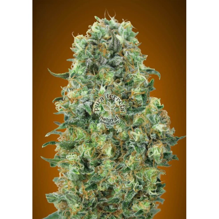 Critical Mass Advanced Seeds