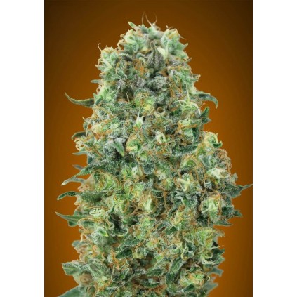 Critical Mass Advanced Seeds