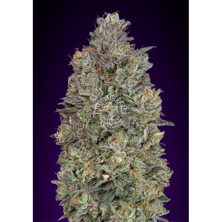 Critical Purple Kush Advanced Seeds