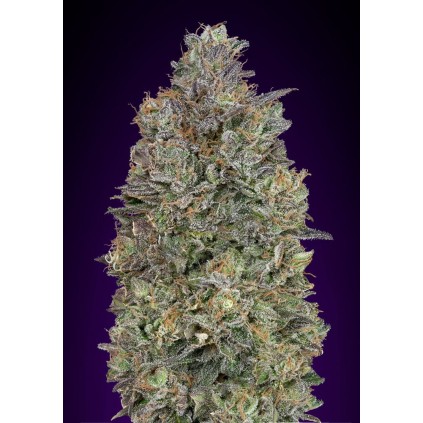 Critical Purple Kush Advanced Seeds