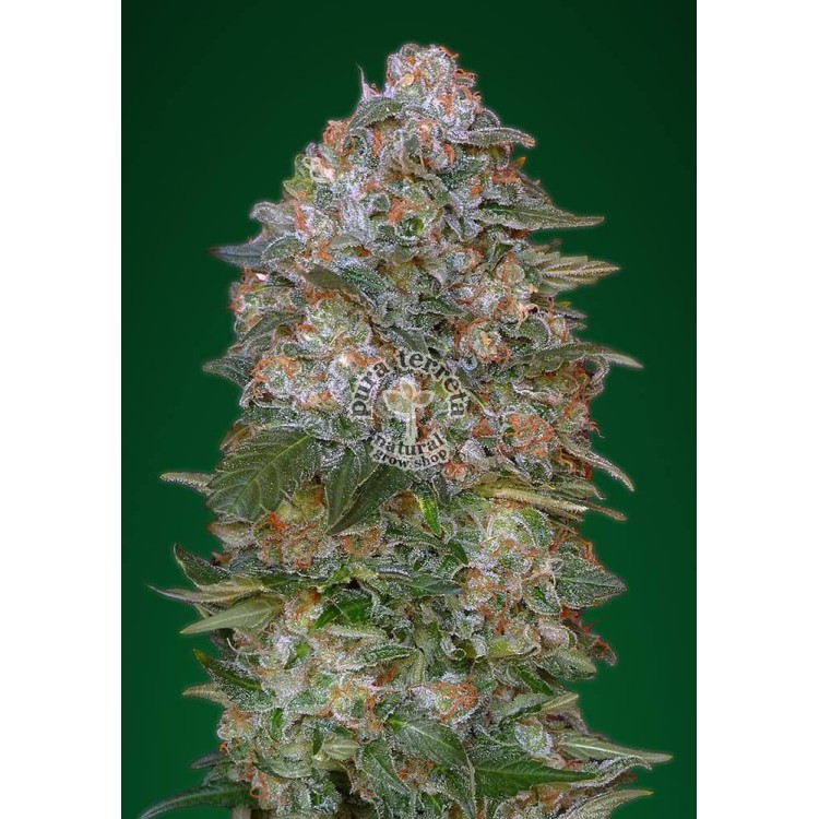Critical Soma Advanced Seeds
