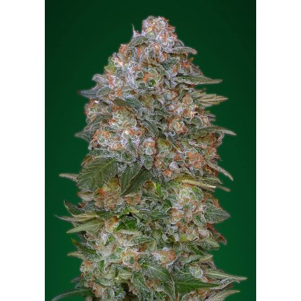 Critical Soma Advanced Seeds