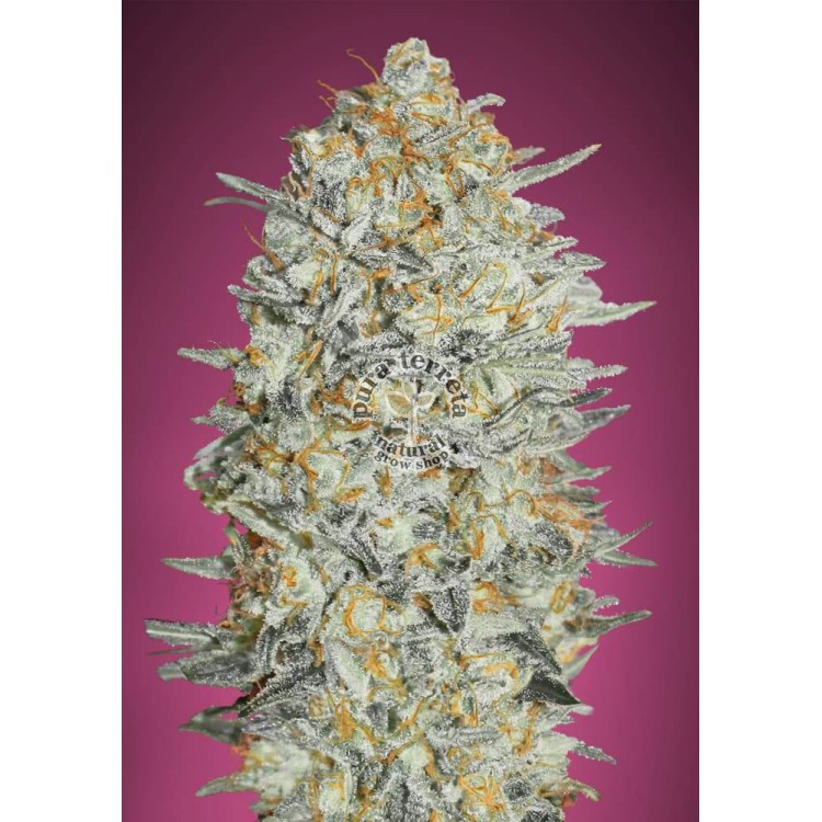 Gelato 33 Advanced Seeds