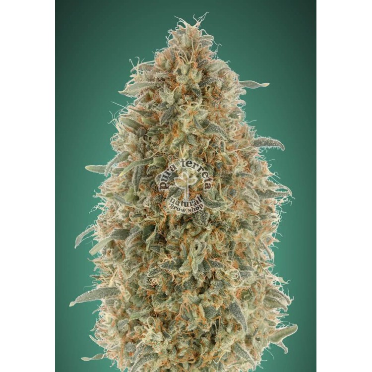 Gorilla Blue Advanced Seeds